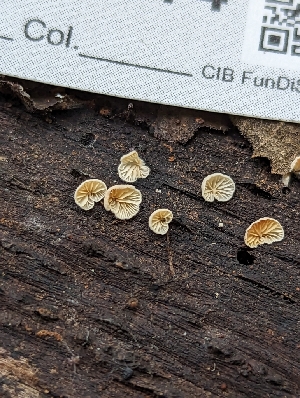  ( - HAY-F-005312)  @11 [ ] by-nc (2023) Stu Pickell Fungal Diversity Survey