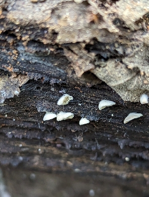  ( - HAY-F-005312)  @11 [ ] by-nc (2023) Stu Pickell Fungal Diversity Survey