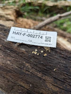  ( - HAY-F-005312)  @11 [ ] by-nc (2023) Stu Pickell Fungal Diversity Survey