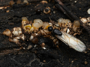  ( - HAY-F-004842)  @11 [ ] by-nc (2023) Stu Pickell Fungal Diversity Survey