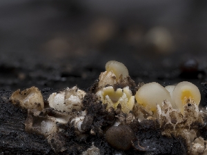  ( - HAY-F-004842)  @11 [ ] by-nc (2023) Stu Pickell Fungal Diversity Survey