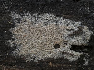  ( - HAY-F-002155)  @11 [ ] by-nc (2023) Stu Pickell Fungal Diversity Survey