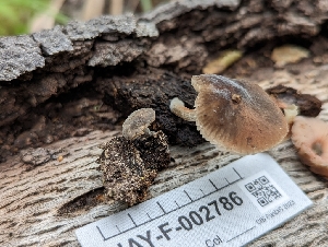 (Pluteus sp. CA03 - HAY-F-005321)  @11 [ ] by-nc (2023) Stu Pickell Fungal Diversity Survey