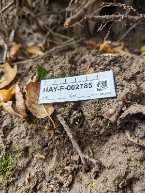  ( - HAY-F-005313)  @11 [ ] by-nc (2023) Stu Pickell Fungal Diversity Survey