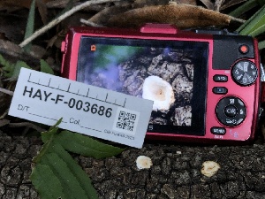  ( - HAY-F-003686)  @11 [ ] by-nc (2023) Dean Lyons Fungal Diversity Survey