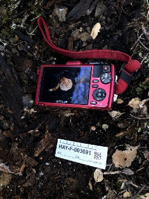  ( - HAY-F-003691)  @11 [ ] by-nc (2023) Dean Lyons Fungal Diversity Survey
