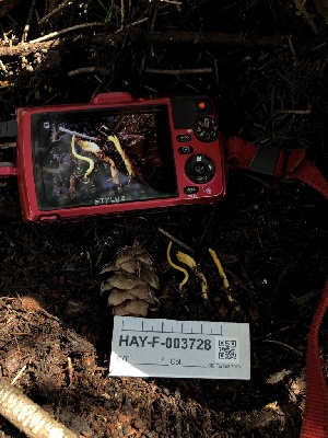  ( - HAY-F-003728)  @11 [ ] by-nc (2023) Dean Lyons Fungal Diversity Survey