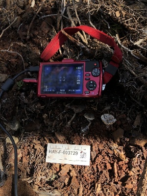  ( - HAY-F-003729)  @11 [ ] by-nc (2023) Dean Lyons Fungal Diversity Survey