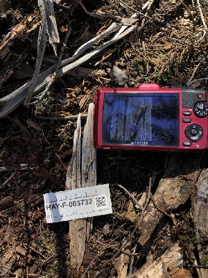  ( - HAY-F-003732)  @11 [ ] by-nc (2023) Dean Lyons Fungal Diversity Survey