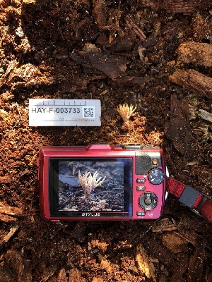  ( - HAY-F-003733)  @11 [ ] by-nc (2023) Dean Lyons Fungal Diversity Survey