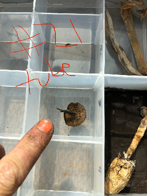  ( - HAY-F-003762)  @11 [ ] by-nc (2023) Dean Lyons Fungal Diversity Survey