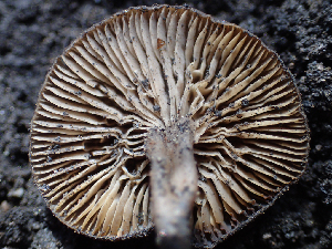  ( - HAY-F-003762)  @11 [ ] by-nc (2023) Dean Lyons Fungal Diversity Survey