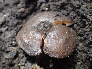  ( - HAY-F-003762)  @11 [ ] by-nc (2023) Dean Lyons Fungal Diversity Survey