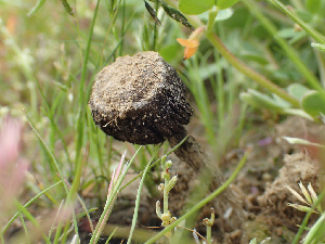  (Montagnea - HAY-F-003672)  @11 [ ] by-nc (2023) Dean Lyons Fungal Diversity Survey