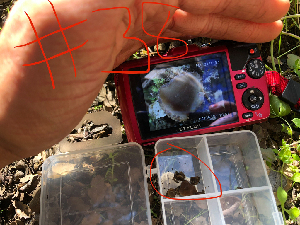 ( - HAY-F-003756)  @11 [ ] by-nc (2023) Dean Lyons Fungal Diversity Survey