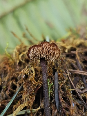  ( - HAY-F-000745)  @11 [ ] by (2023) Mandy Hackney Fungal Diversity Survey