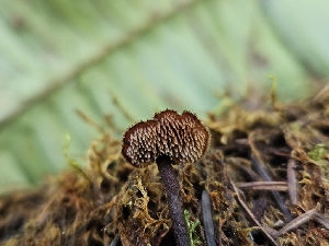  ( - HAY-F-000745)  @11 [ ] by (2023) Mandy Hackney Fungal Diversity Survey