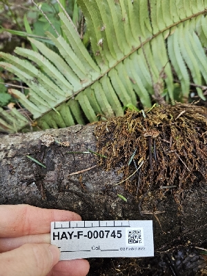  ( - HAY-F-000745)  @11 [ ] by (2023) Mandy Hackney Fungal Diversity Survey