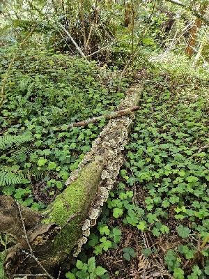  ( - HAY-F-000766)  @11 [ ] by (2023) Mandy Hackney Fungal Diversity Survey