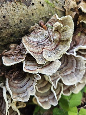  ( - HAY-F-000766)  @11 [ ] by (2023) Mandy Hackney Fungal Diversity Survey