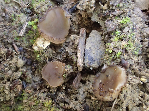  ( - HAY-F-003756)  @11 [ ] by-nc (2023) Dean Lyons Fungal Diversity Survey