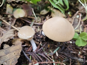  ( - HAY-F-000740)  @11 [ ] by (2023) Mandy Hackney Fungal Diversity Survey