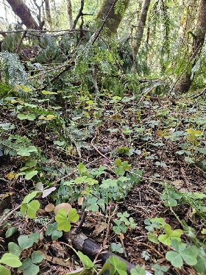 ( - HAY-F-000740)  @11 [ ] by (2023) Mandy Hackney Fungal Diversity Survey