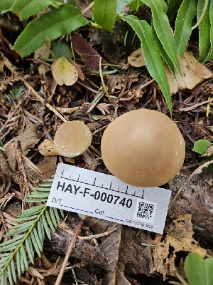  ( - HAY-F-000740)  @11 [ ] by (2023) Mandy Hackney Fungal Diversity Survey