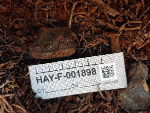  ( - HAY-F-001898)  @11 [ ] by-nc (2023) Warren Cardimona Fungal Diversity Survey