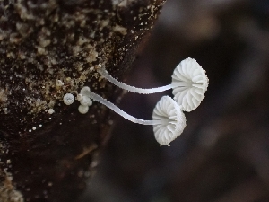  ( - HAY-F-001780)  @11 [ ] by-nc (2023) Sadie Hickey Fungal Diversity Survey