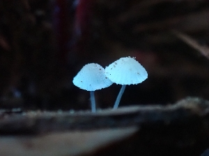  ( - HAY-F-001780)  @11 [ ] by-nc (2023) Sadie Hickey Fungal Diversity Survey