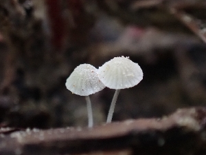  ( - HAY-F-001780)  @11 [ ] by-nc (2023) Sadie Hickey Fungal Diversity Survey