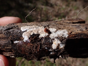  (Cinereomyces sp. CA01 - HAY-F-001842)  @11 [ ] by-nc (2023) Sadie Hickey Fungal Diversity Survey