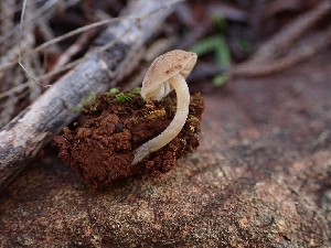  (Catathelasmataceae - HAY-F-001843)  @11 [ ] by-nc (2023) Sadie Hickey Fungal Diversity Survey