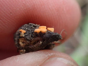  (Pithya sp. CA02 - HAY-F-001919)  @11 [ ] by-nc (2023) Sadie Hickey Fungal Diversity Survey