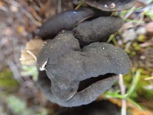  ( - HAY-F-003766)  @11 [ ] by-nc (2023) Dean Lyons Fungal Diversity Survey