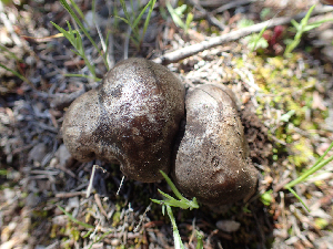  (Lyophyllum sp. CA01 - HAY-F-003768)  @11 [ ] by-nc (2023) Dean Lyons Fungal Diversity Survey