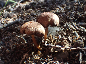  (Conocybe sp. CA03 - HAY-F-003765)  @11 [ ] by-nc (2023) Dean Lyons Fungal Diversity Survey