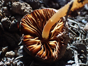  ( - HAY-F-003765)  @11 [ ] by-nc (2023) Dean Lyons Fungal Diversity Survey
