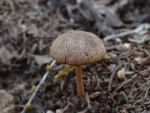  ( - HAY-F-003765)  @11 [ ] by-nc (2023) Dean Lyons Fungal Diversity Survey