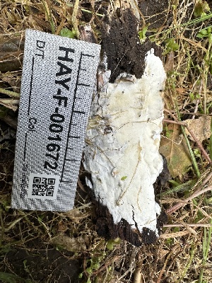  ( - HAY-F-001672)  @11 [ ] by-nc (2023) Bat Vardeh Fungal Diversity Survey