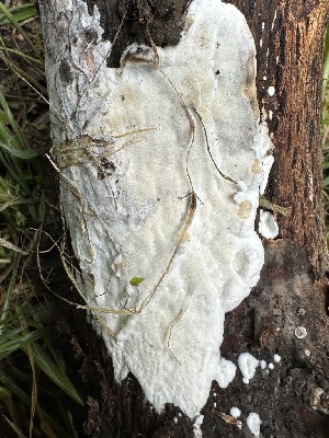  ( - HAY-F-001672)  @11 [ ] by-nc (2023) Bat Vardeh Fungal Diversity Survey