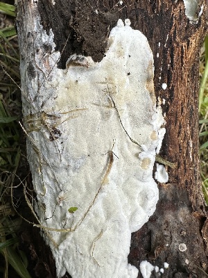  ( - HAY-F-001672)  @11 [ ] by-nc (2023) Bat Vardeh Fungal Diversity Survey