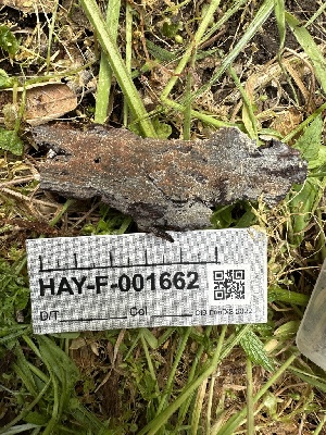 ( - HAY-F-001662)  @11 [ ] by-nc (2023) Bat Vardeh Fungal Diversity Survey