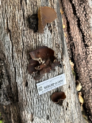  (Peziza sp. CA01 - HAY-F-001658)  @11 [ ] by-nc (2023) Bat Vardeh Fungal Diversity Survey