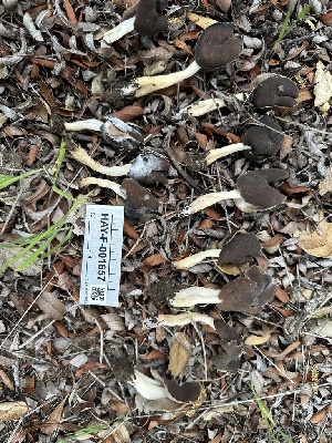  ( - HAY-F-001657)  @11 [ ] by-nc (2023) Bat Vardeh Fungal Diversity Survey