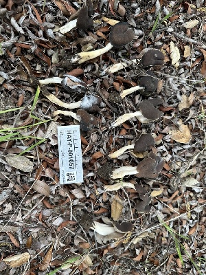  ( - HAY-F-001657)  @11 [ ] by-nc (2023) Bat Vardeh Fungal Diversity Survey