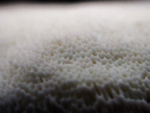  ( - HAY-F-003754)  @11 [ ] by-nc (2023) Dean Lyons Fungal Diversity Survey