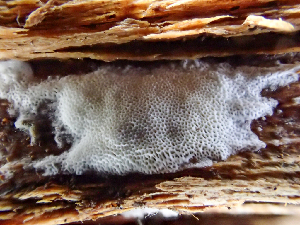  ( - HAY-F-003754)  @11 [ ] by-nc (2023) Dean Lyons Fungal Diversity Survey