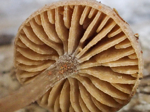  ( - HAY-F-003678)  @11 [ ] by-nc (2023) Dean Lyons Fungal Diversity Survey